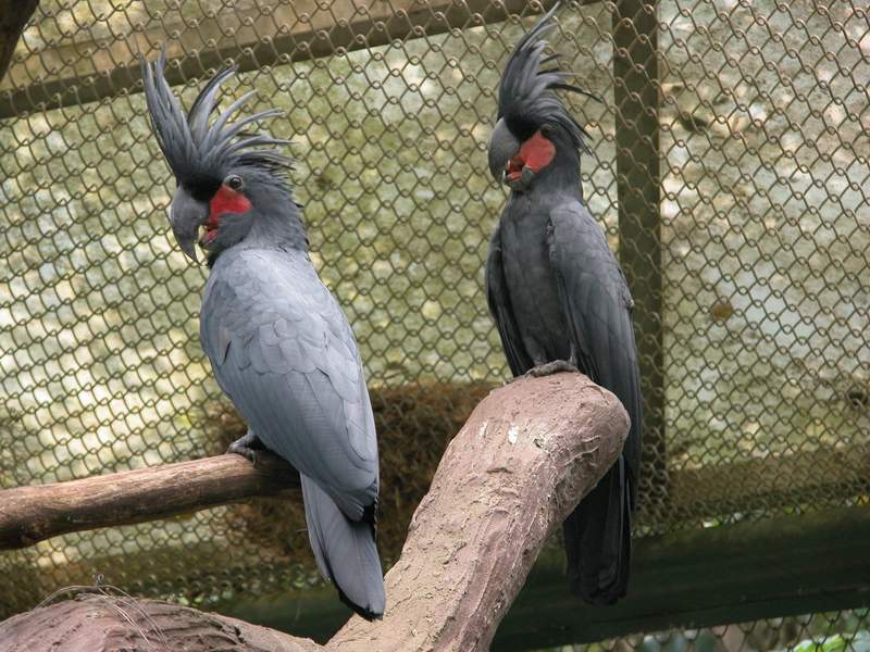木柵動物園的棕櫚巴丹