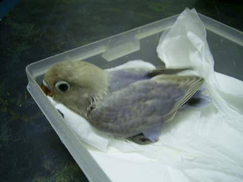 白臉紫羅蘭幼鳥
