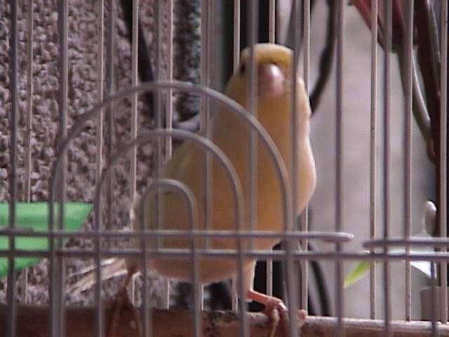 母金絲