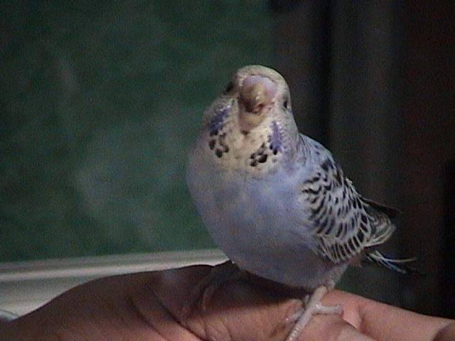 takila
