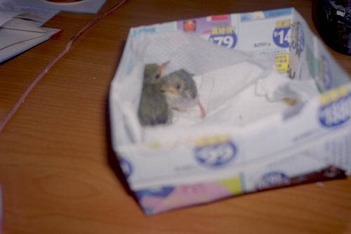 兩隻小baby