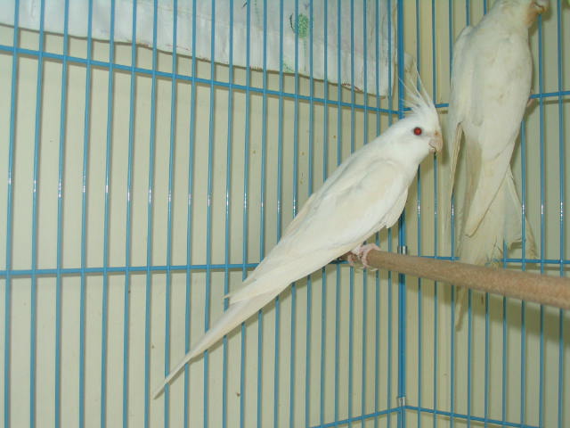 白子玄鳳公鳥