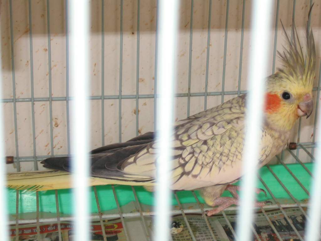 bird2