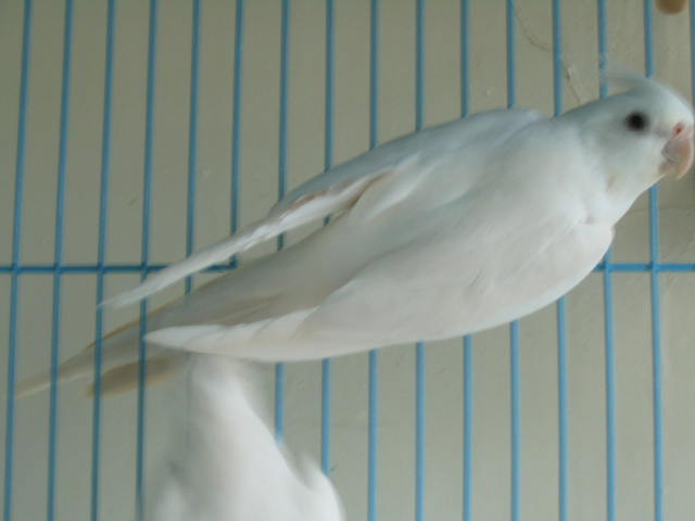 家中成員6號