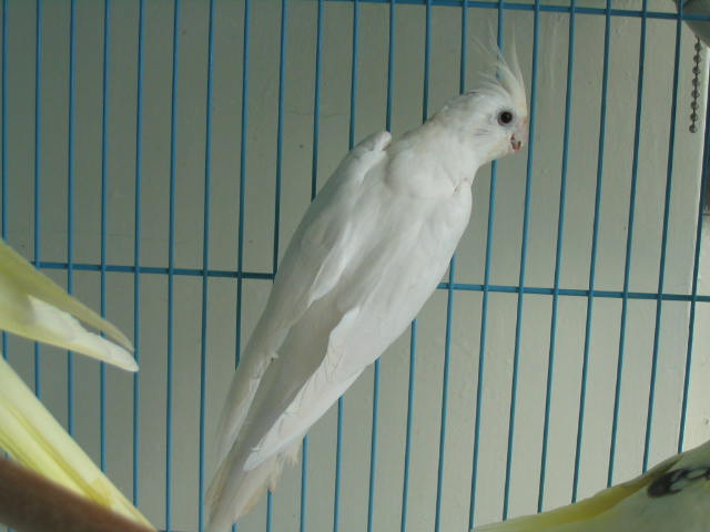 家中成員7號