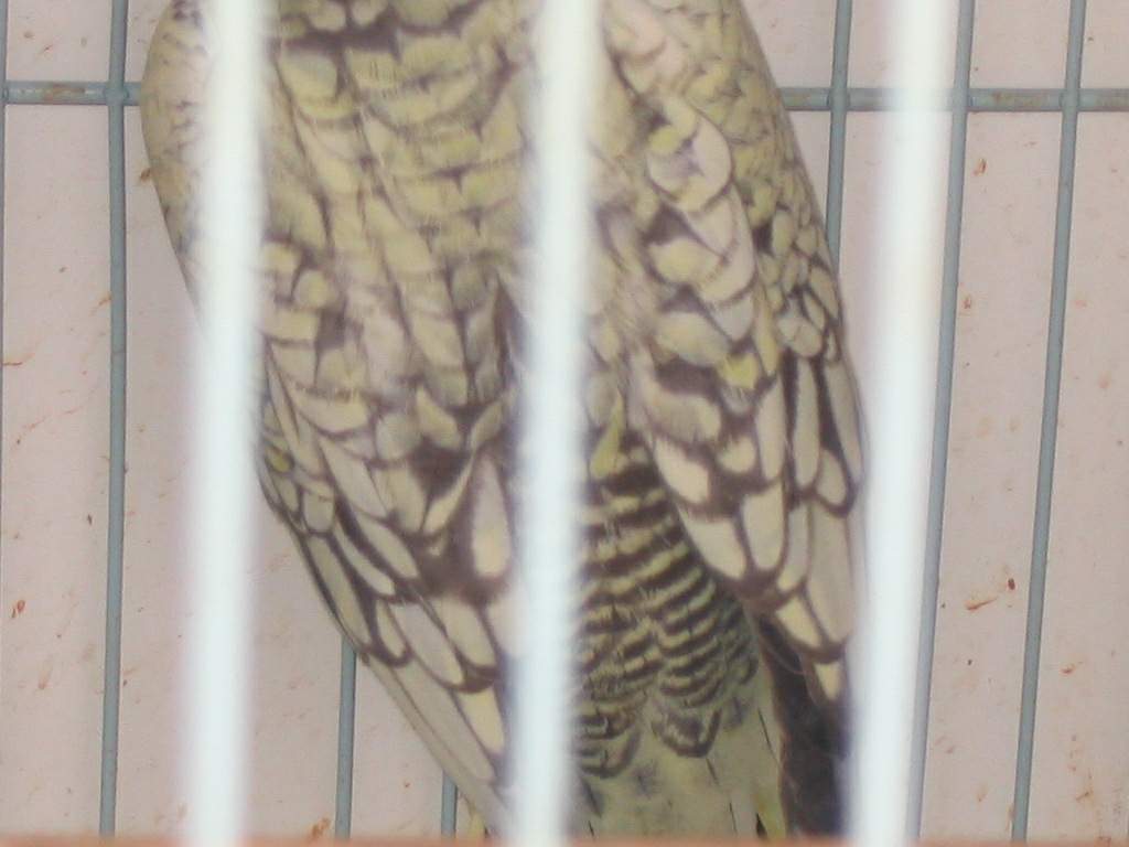 bird3