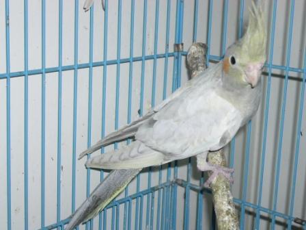綠寶石玄鳳