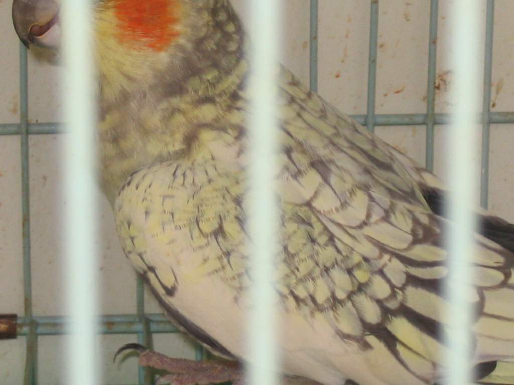 bird4