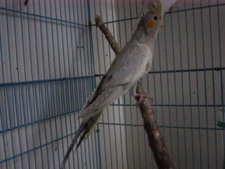 綠寶石玄鳳