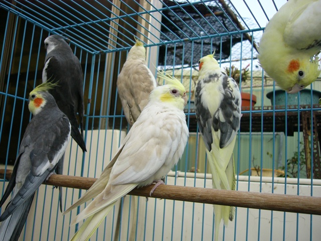 鳥籠一隅