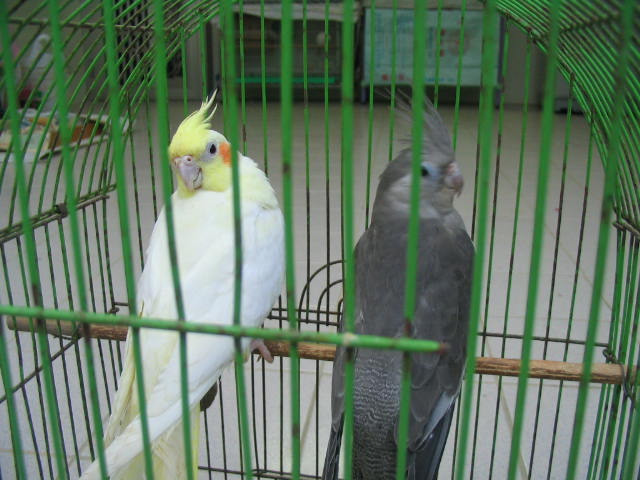 黃化母鳥與白臉母鳥
