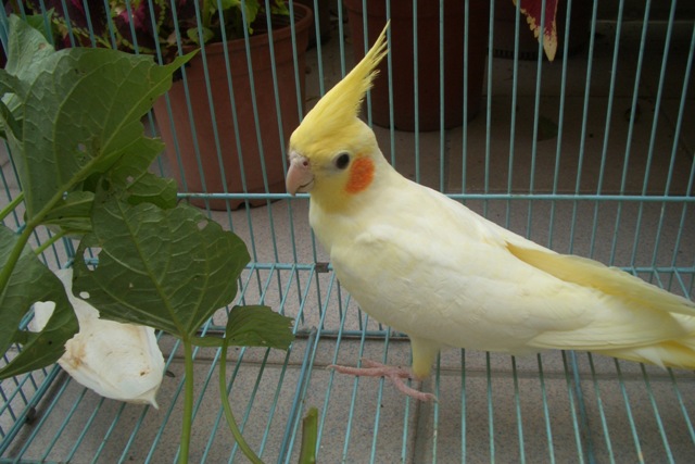 我是最愛「乾淨」的鳥~