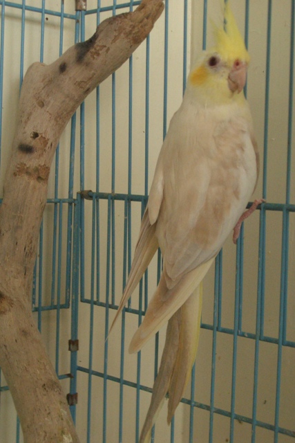 DYC黃臉華樂珍珠派特玄鳳公鳥~
