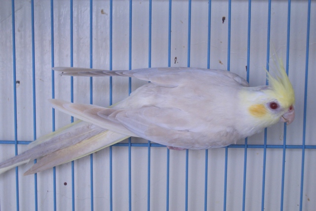 DYC黃臉華樂珍珠派特玄鳳公鳥~