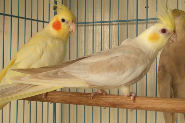 DYC黃臉華樂珍珠派特玄鳳公鳥~