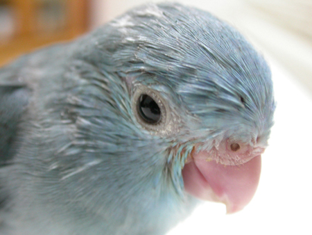 terence
