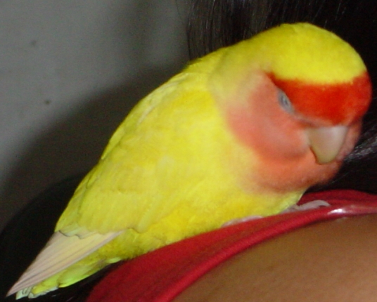 teskuo