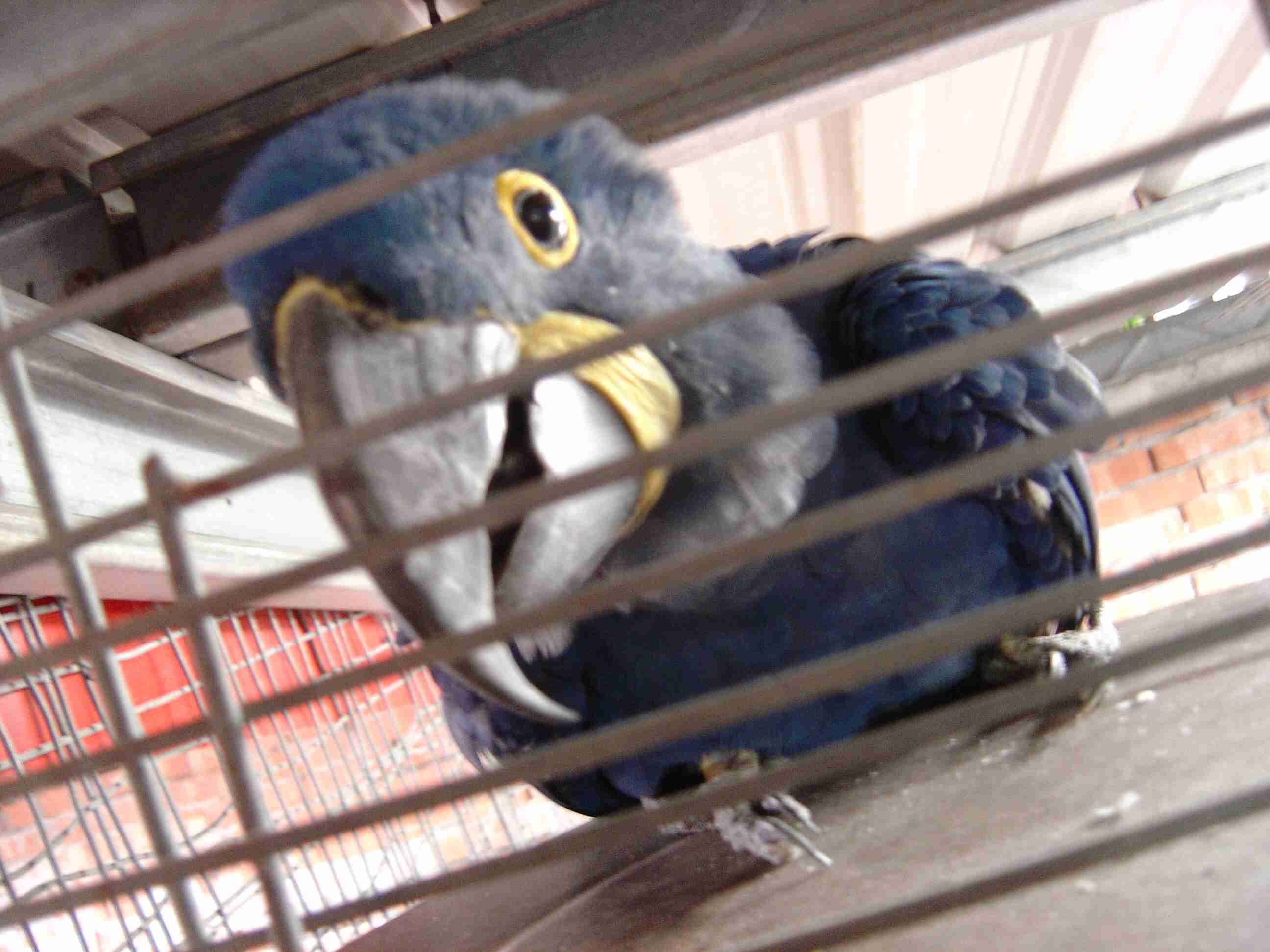 今天陽台飛來一隻鳥