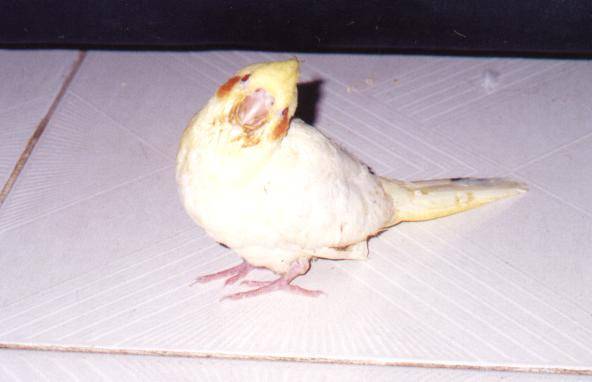 新買的玄鳳幼鳥