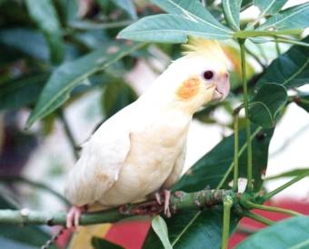 tnbirdy