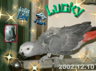 懷念Lucky