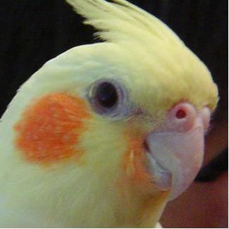 玄鳳大頭照
