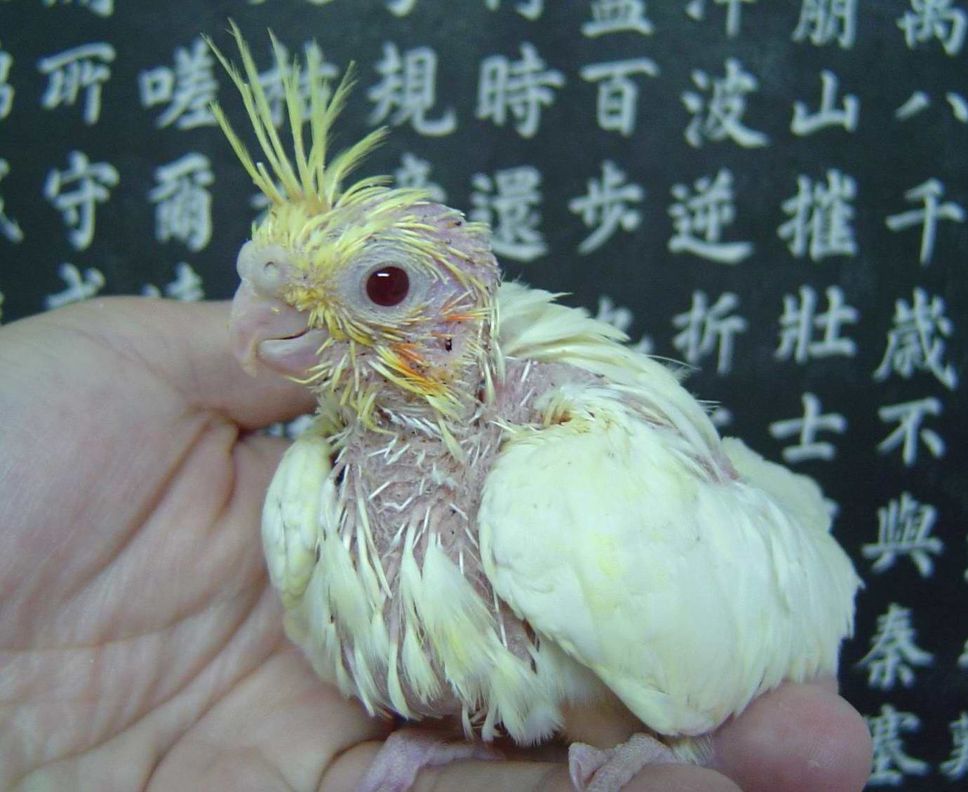 我叫小皮