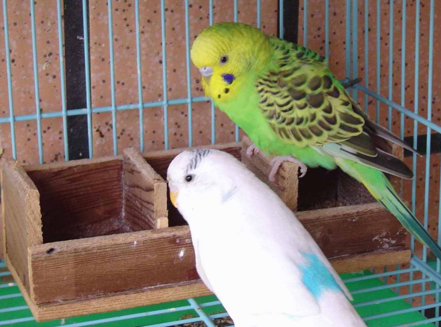 自製飼料盒