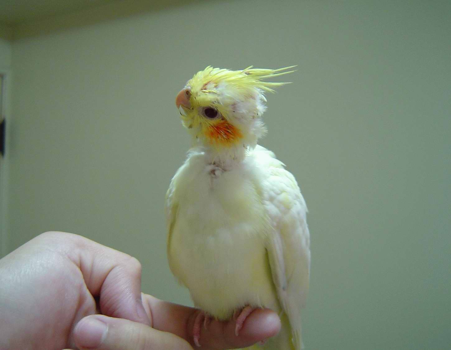 PiPi又長大一些
