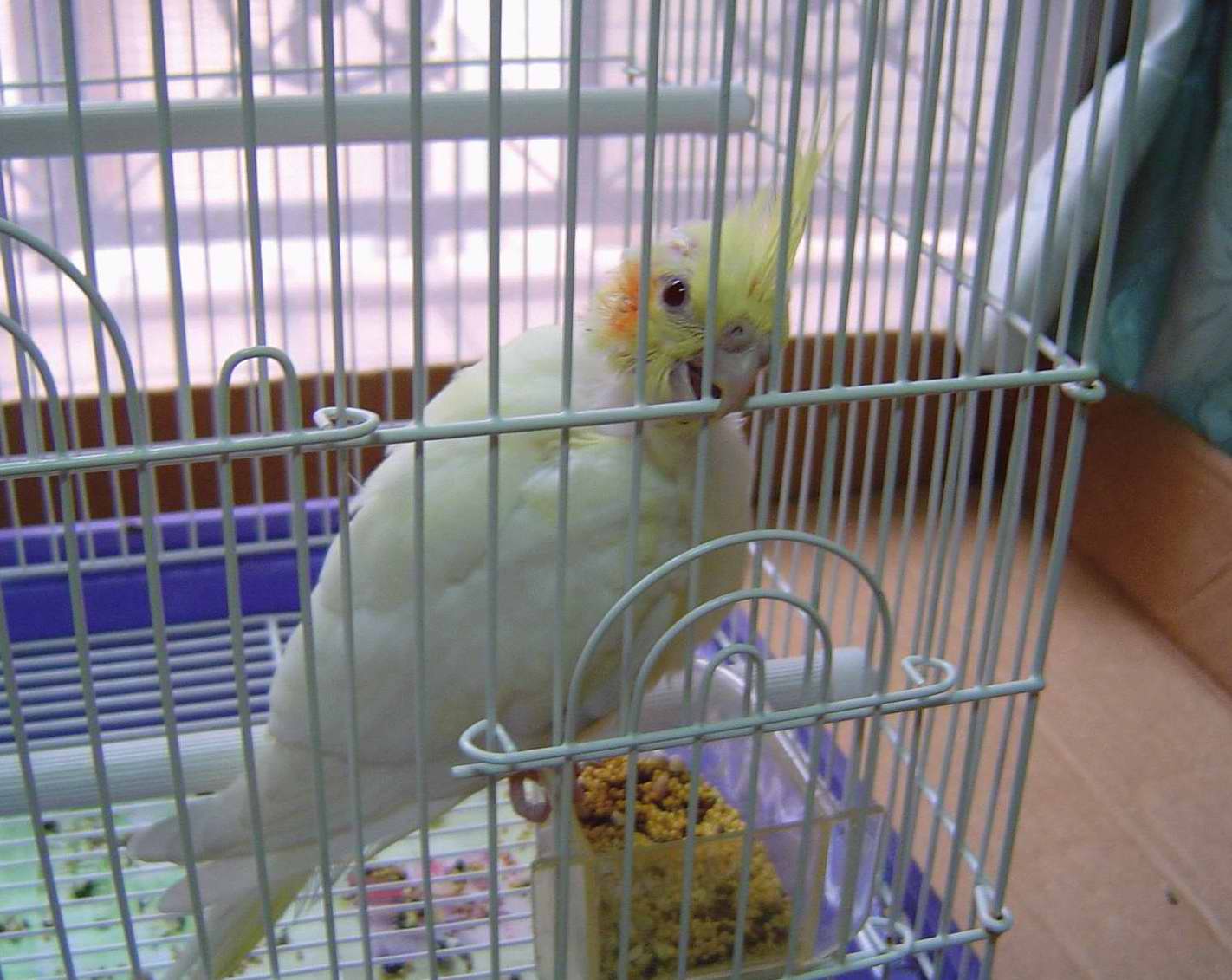 我在鐵窗的日子