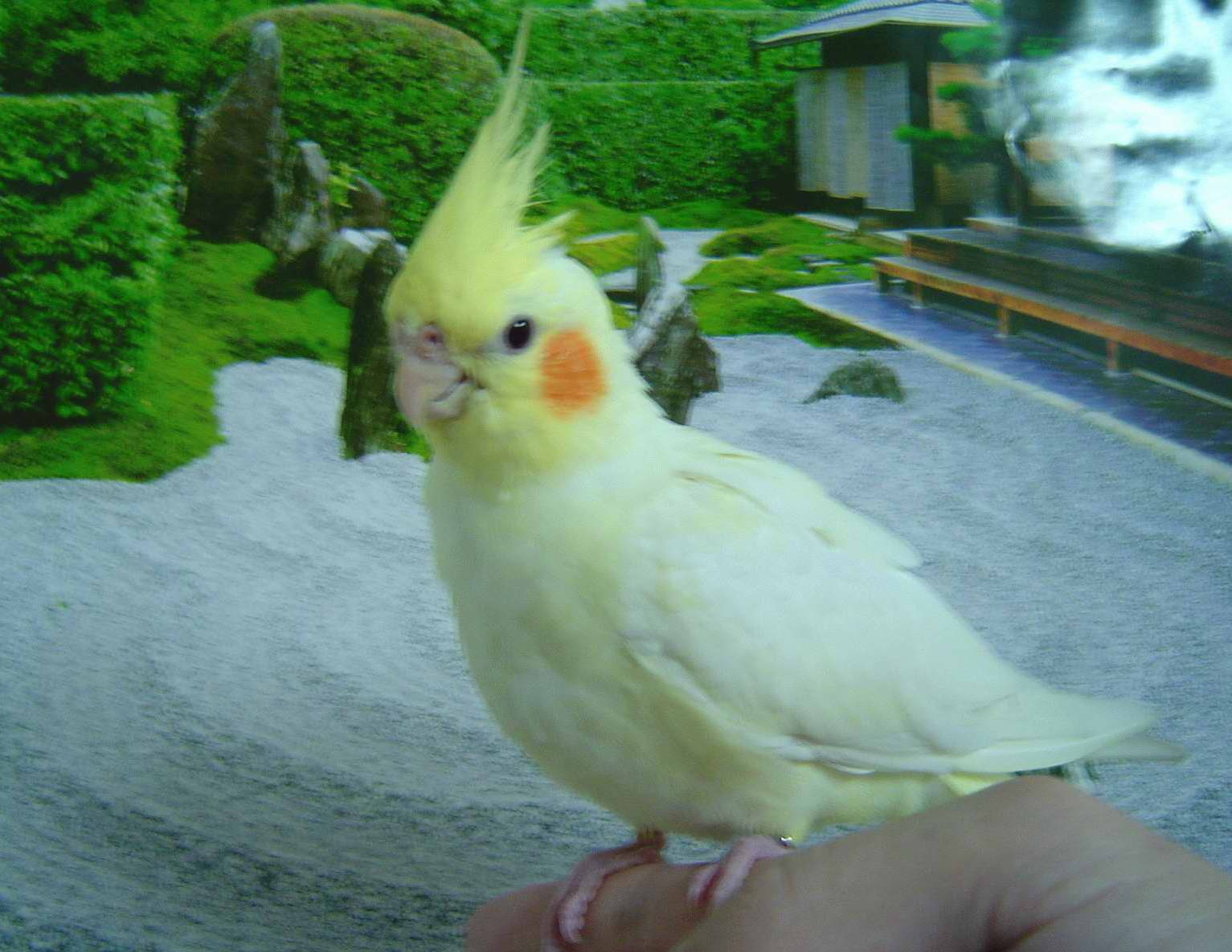 這是我家院子?