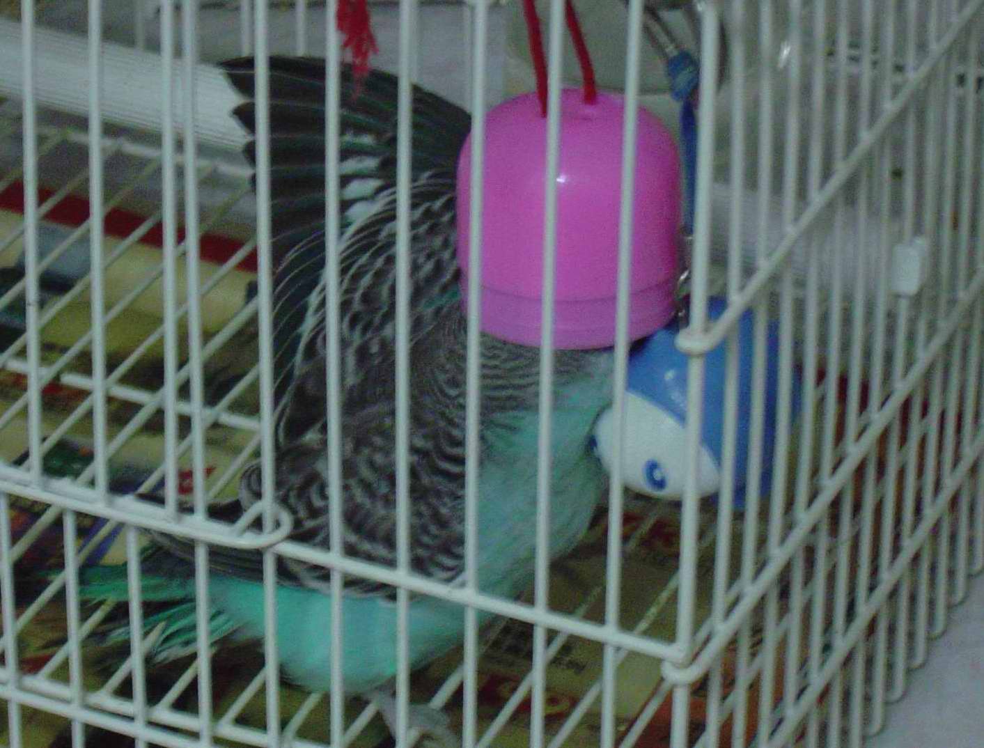 超迷你個頭阿蘇耍寶篇