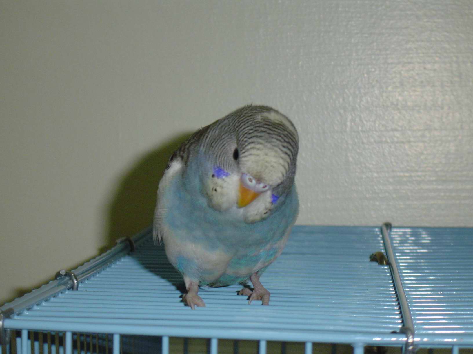 todanny
