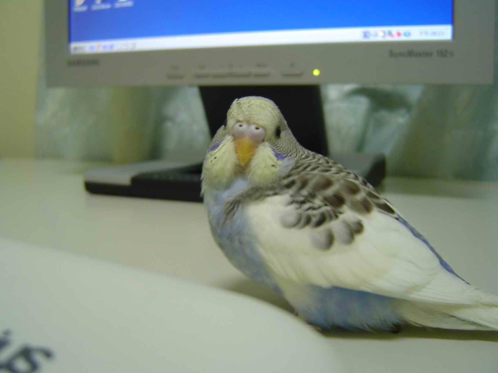 Qoo小時候