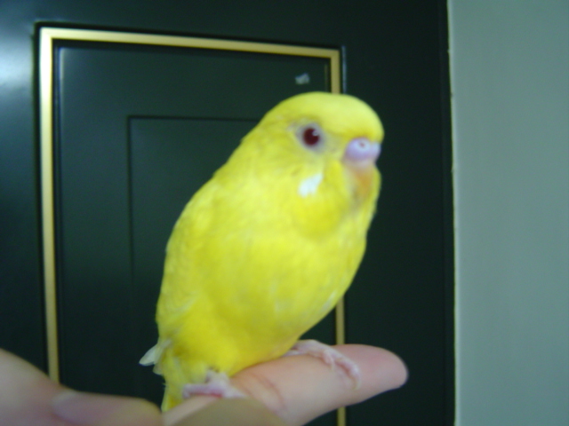 新鳥YALO