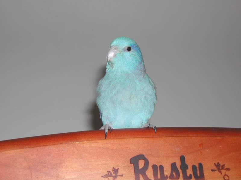 RUSTY BLUE BIRD