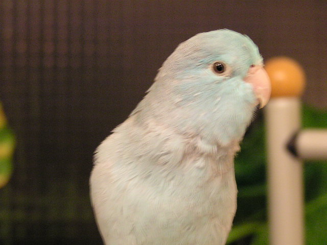 tsaiwren