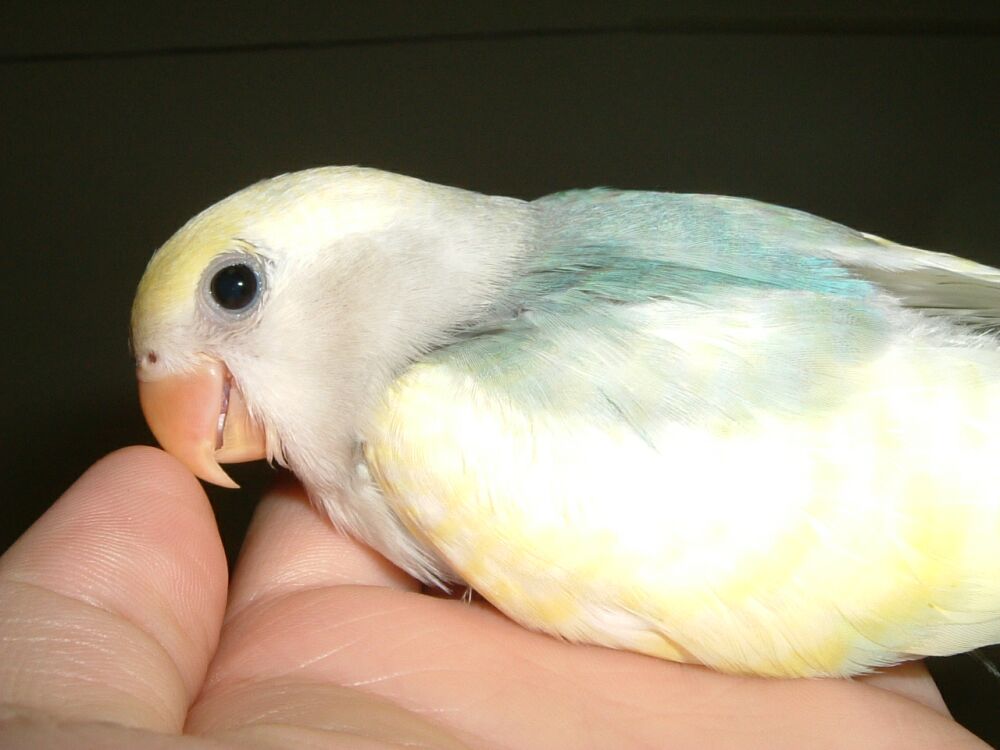 tuutu