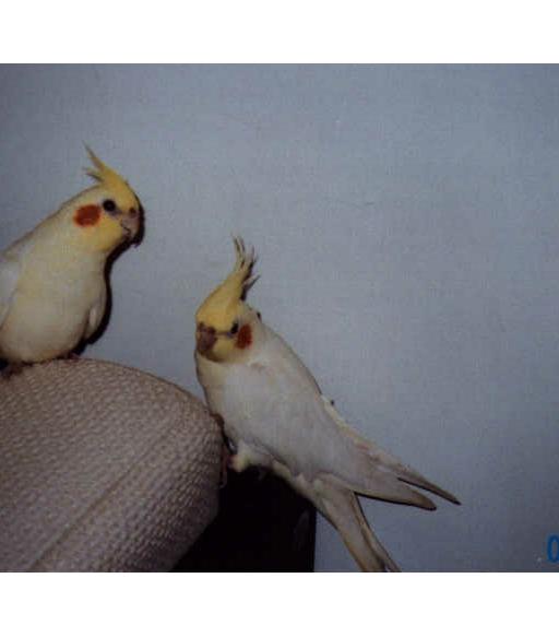 urauns