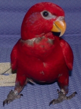 ve0308