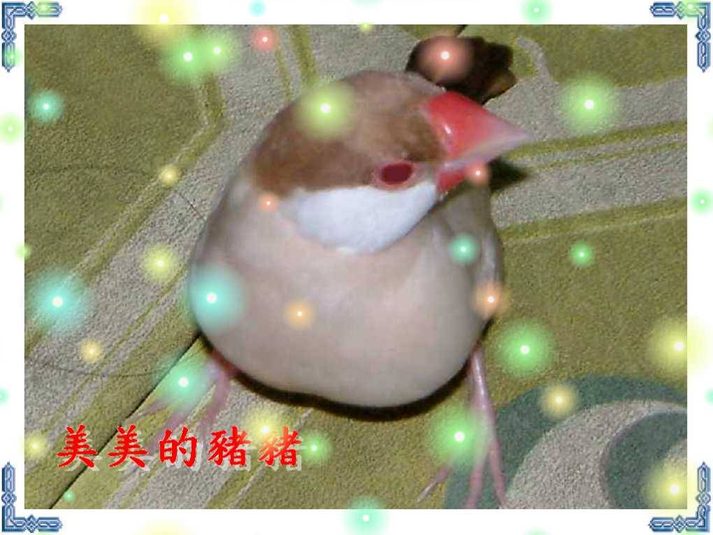 大頭鳥豬豬
