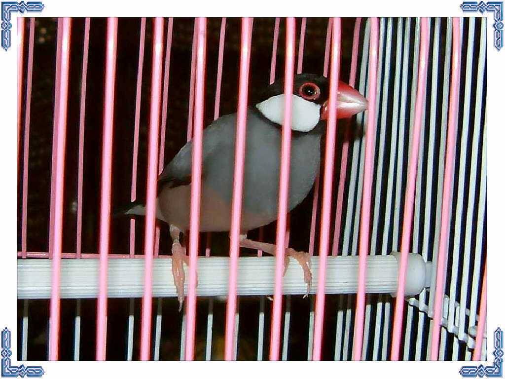 小黑2號