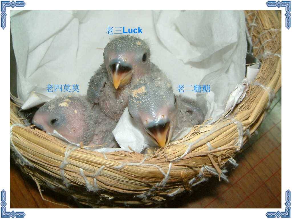 新增鳥寶寶
