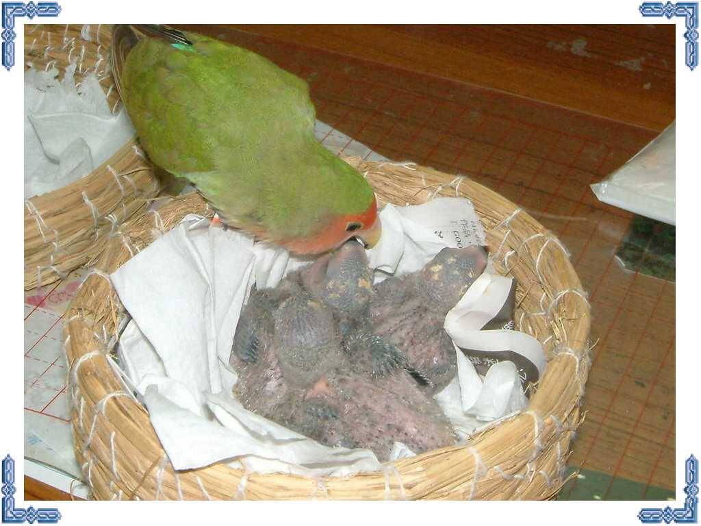 這是什麼