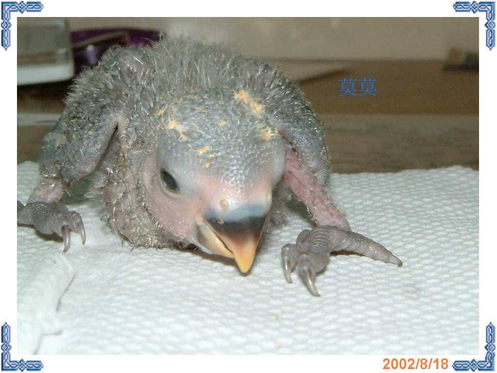 莫莫