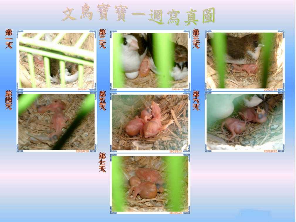 文鳥寶寶一週寫真