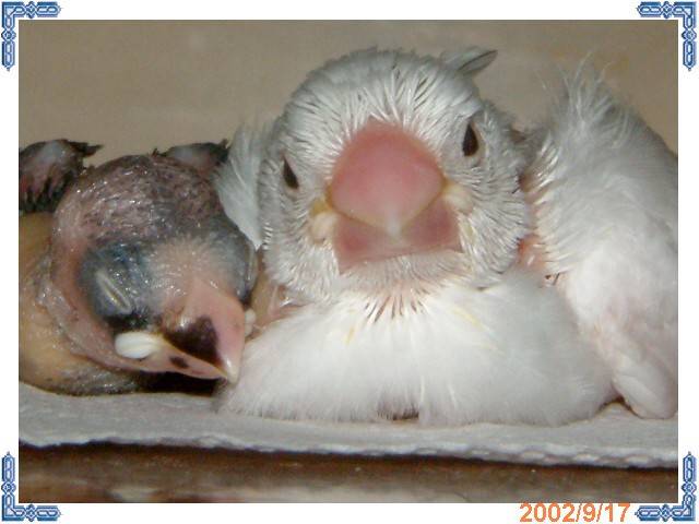 啾啾二"鳥"組