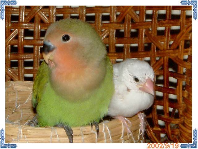 莫莫&大啾啾