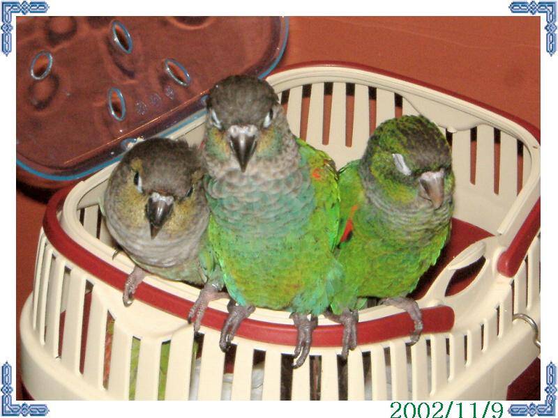 11/9鳥聚
