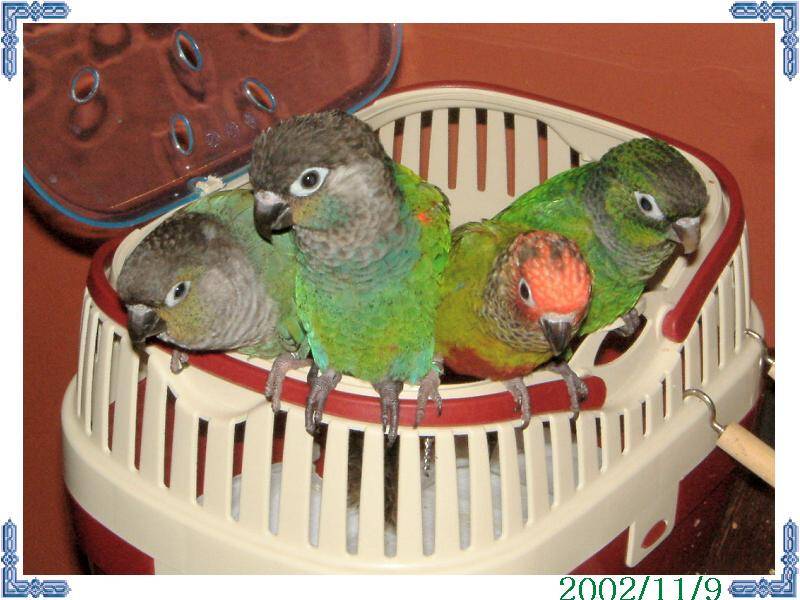 11/9鳥聚